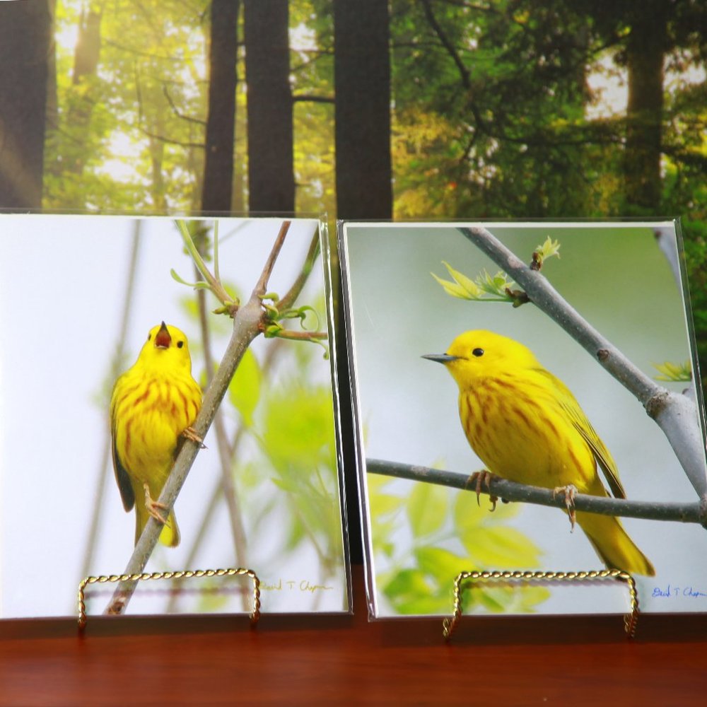 Two Beautiful 8" x 10" Yellow Warbler Prints